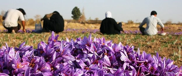 Is saffron cheap in Iran