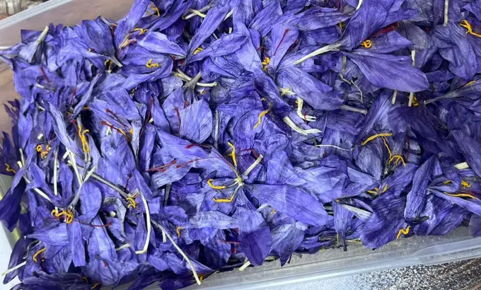 Dried saffron flowers 